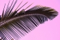 Pink Palm Leaf Variante 1
