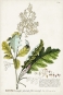 Botanical Sketch No. 1 Variante 1