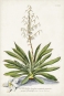 Botanical Sketch No. 2 Variante 1