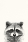 Animal Heads No. 2 - Raccoon Variante 1
