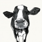 Cow Portrait No. 3 Variante 1