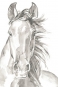 Watercolour Horse Variante 1