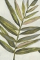 Palm Frond No. 1 Variante 1