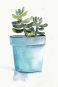 Potted Succulents No. 2 Variante 1