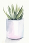 Potted Succulents No. 3 Variante 1