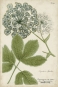 Botanical Sketch - Queen Anne's Lace Variante 1