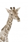 Animal Babies No. 2 - Giraffe Variante 1