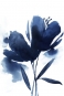 Blue flower Variante 1