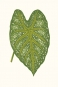 Leaf Collection No. 2 Variante 1