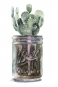 Cactus Jar No. 2 Variante 1