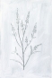 White Herbs No. 1 Variante 1