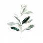 Simple Olive No. 1 Variante 1