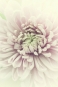 Chrysanthemum Dream Variante 1